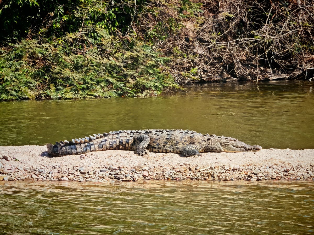 Krokodil am Flussufer