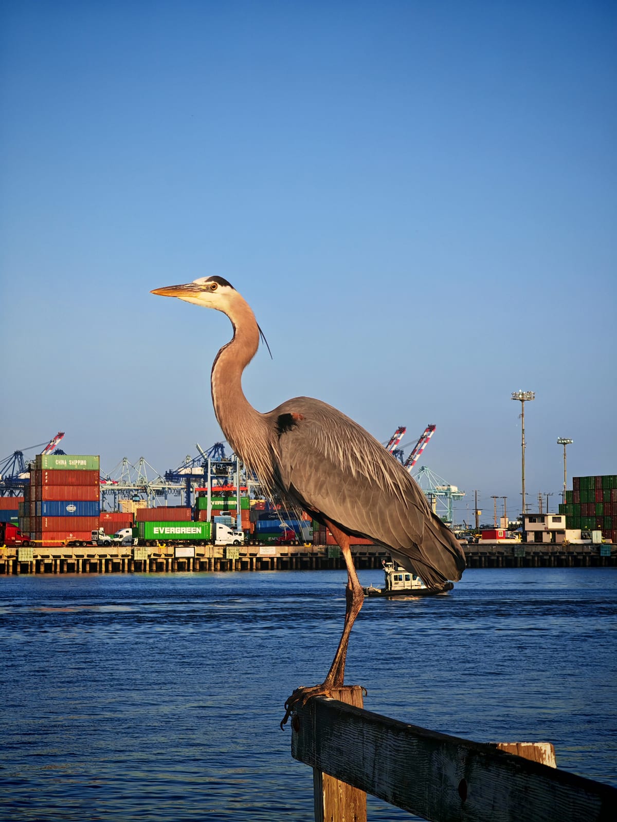Fischreiher im Hafen